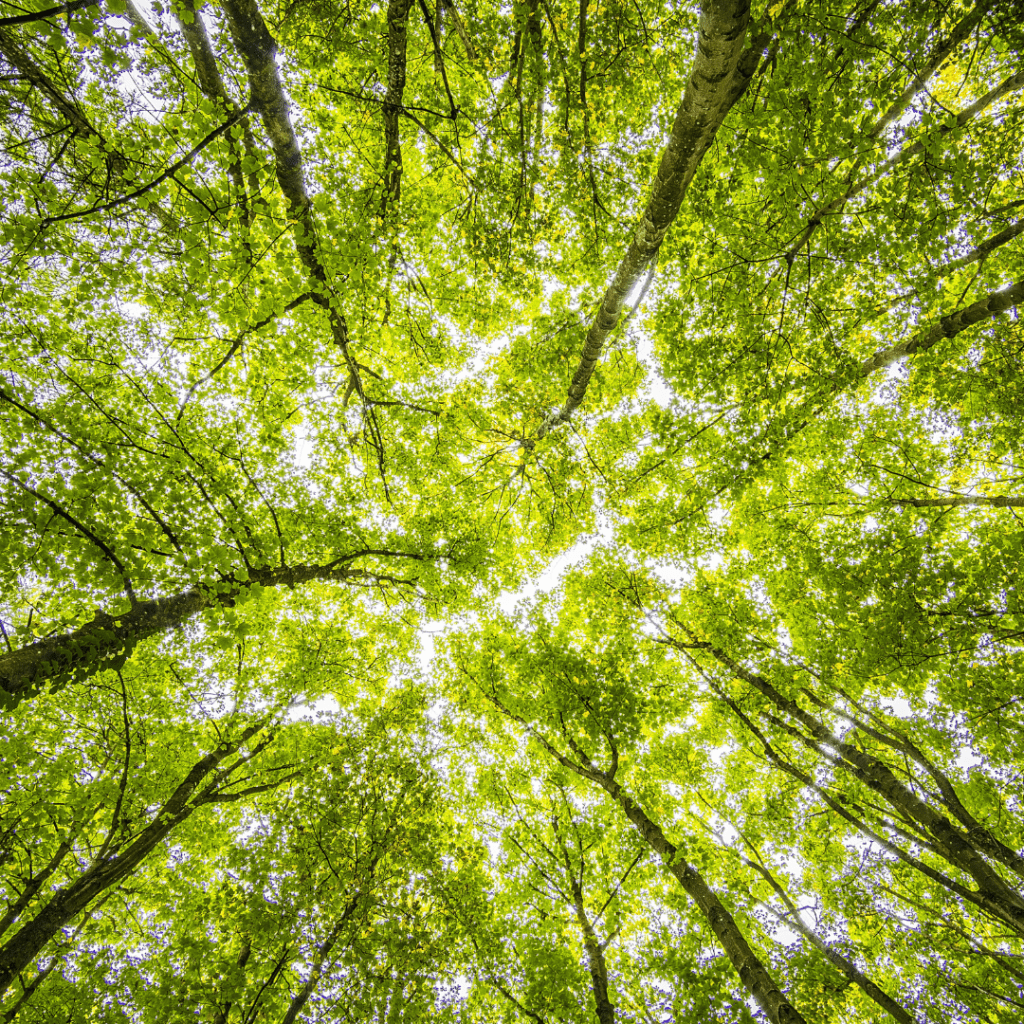 Laubwald von unten